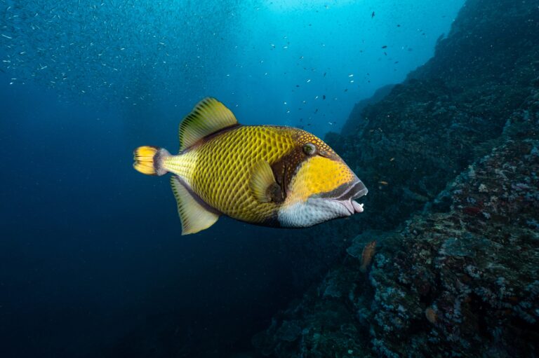 QUIZ: Wildlife Identification