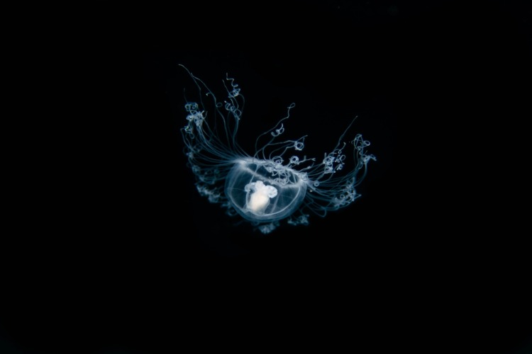 QUIZ: Ocean Lifespans