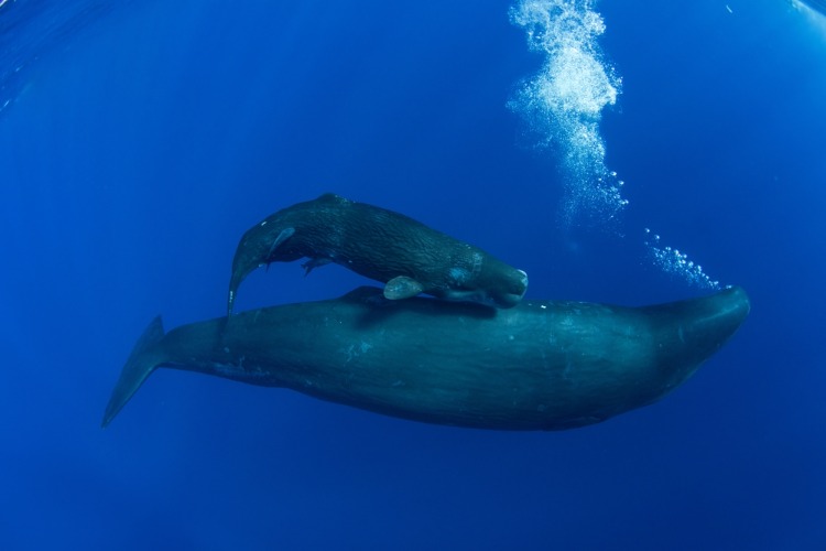 QUIZ: True or False – Marine Parents