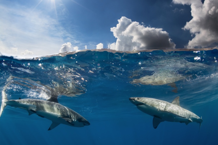 QUIZ: True or False – Shark Myths