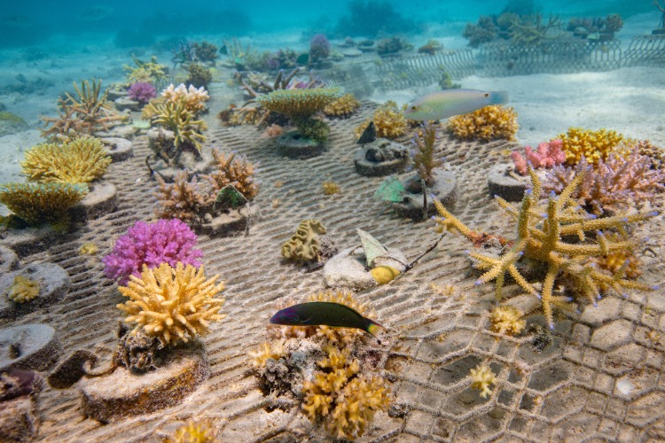 QUIZ: Coral Reef Health