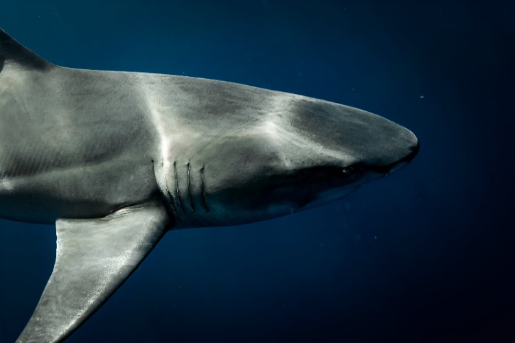 QUIZ: Shark Senses