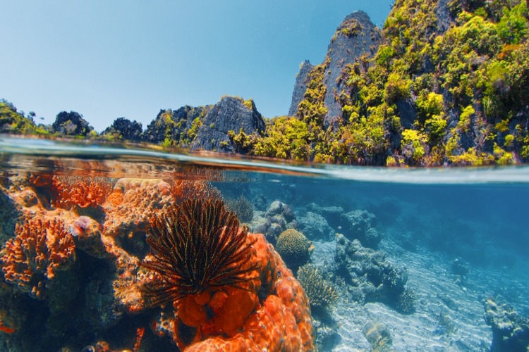 QUIZ: Reef Ecology