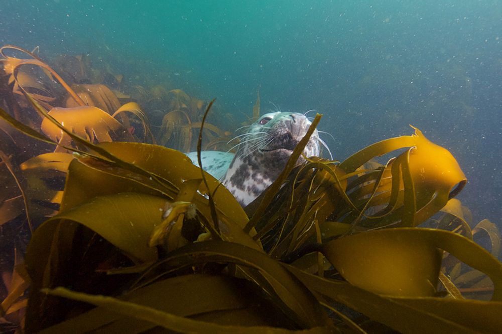 Farne islands are famous for their seals and one of the top ten dive spots in the UK