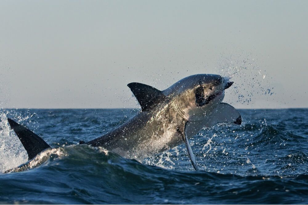 a great white shark hunting in false bay