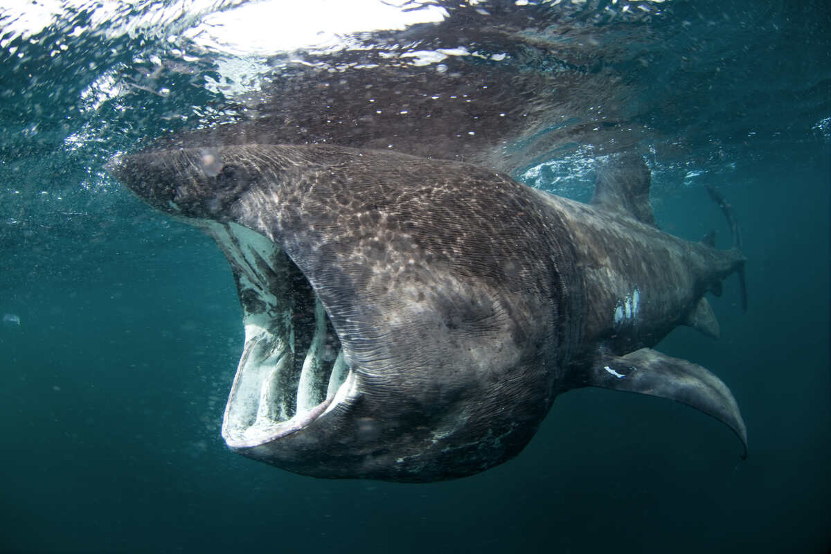 Basking shark feeding