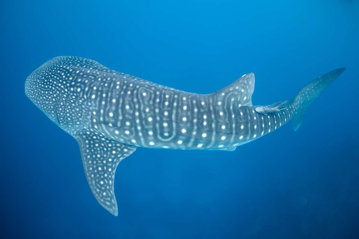 large whale shark