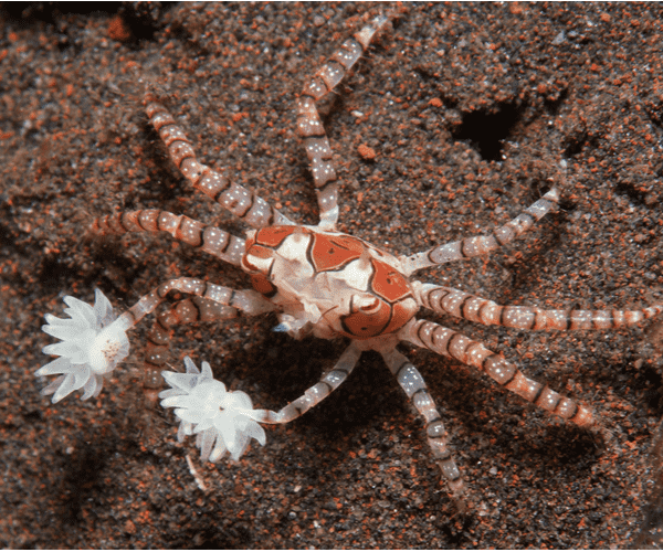 Boxer crab using its 'slave' anemones