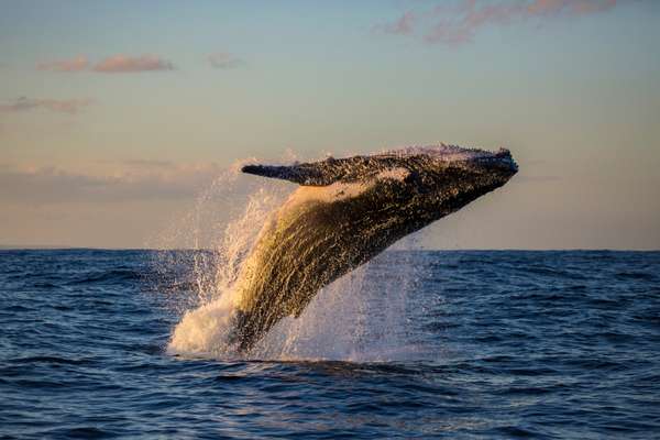 The 5 best whale videos