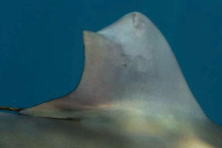 healed dorsal fin of a silky shark