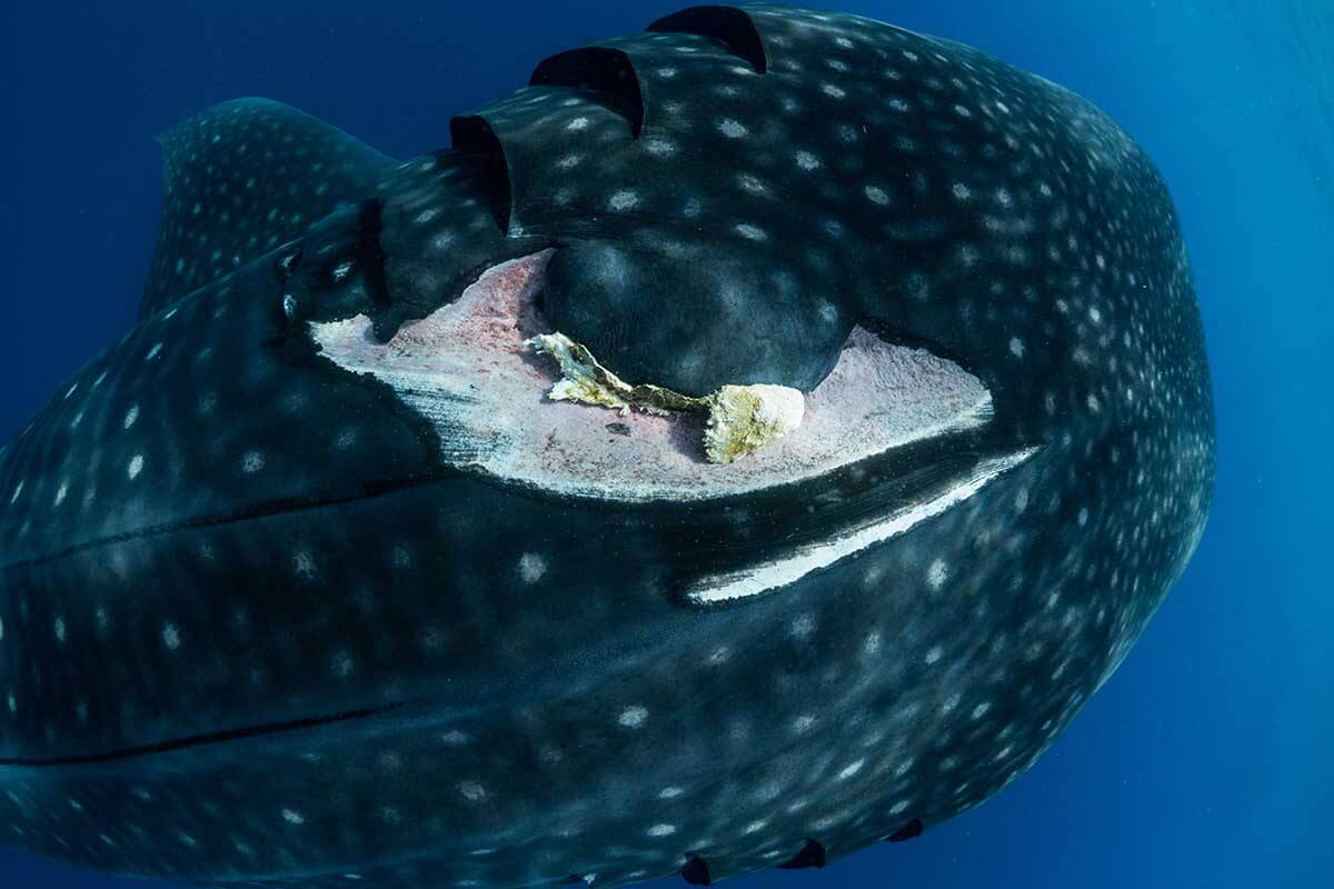 damage to whale shark from boat strike