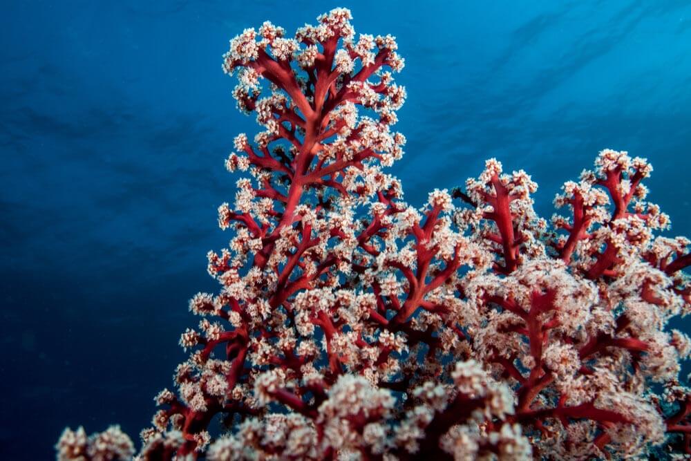 siphonogorgia coral at mount mutiny, fiji