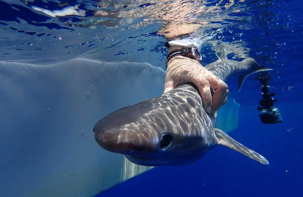 Juvenile sixgill shark