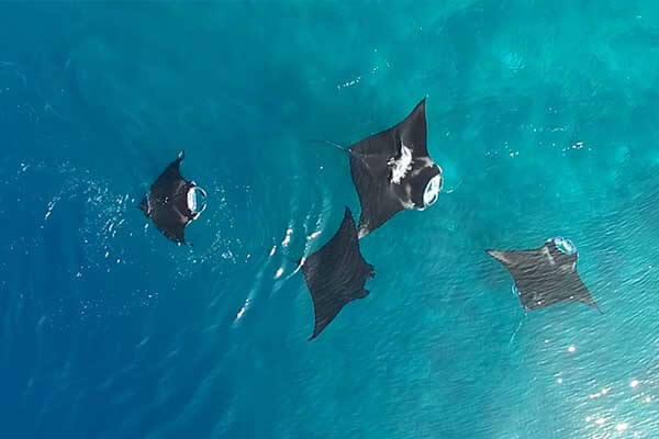 Manta rays make friends and socialise