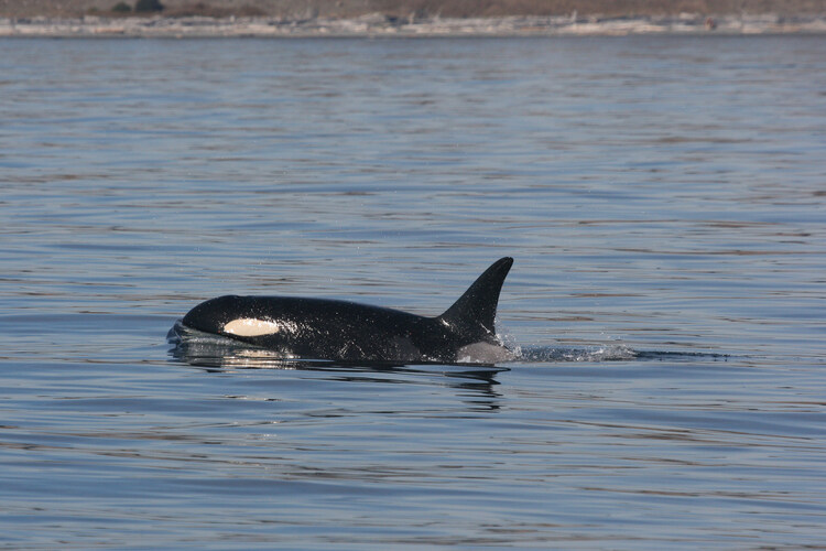 A female Southern Resident Killer Whale in the sea off San Juan Island