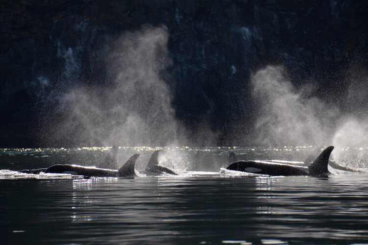 A family of Southern Resident orcas travels through Haro Strait, their blows backlit in the early morning light.