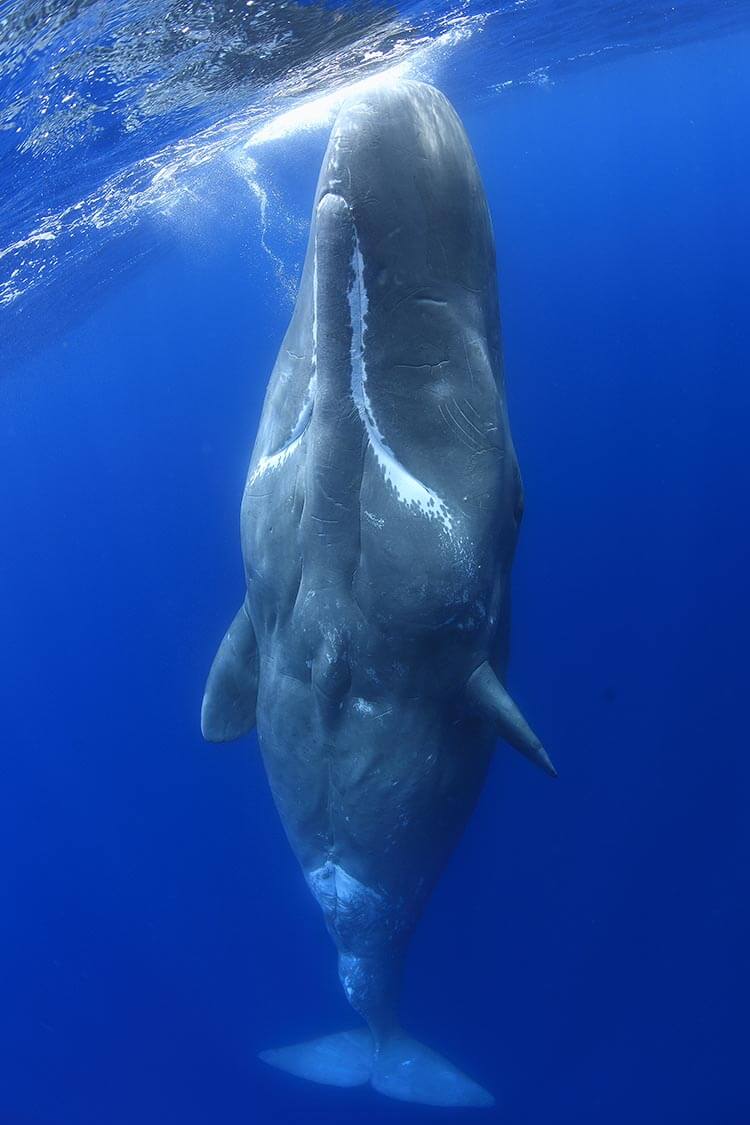a sperm whale almost verticle in the waters of Dominica