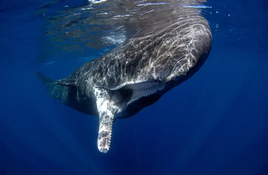 Ten fascinating facts about sperm whales