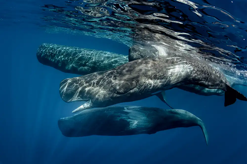 a pod of sperm whales swimming near the surface in the waters of the Azores