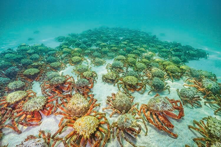 The Red Army – Cornwall’s kingdom of spider crabs