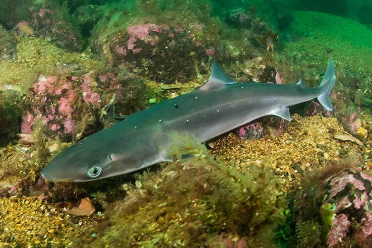 UK petition to stop shark meat being sold under misleading names