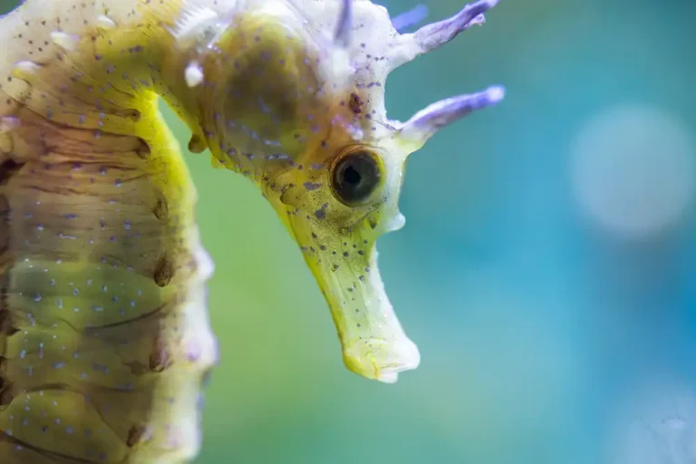 MMO warns divers may be fined for photographing wild seahorses