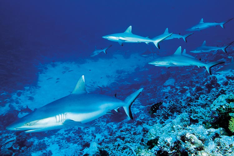 a school of grey reef sharks on a Maldives reef