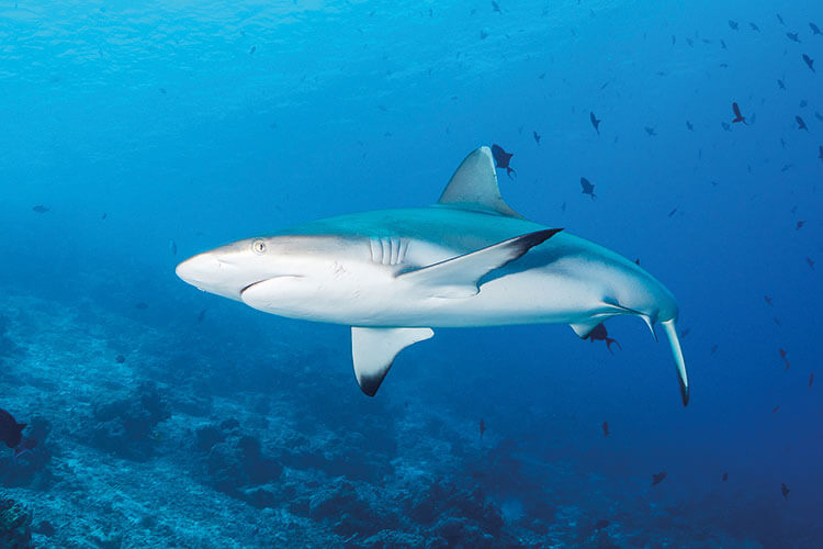 a solitary grey reef shark in the Maldives