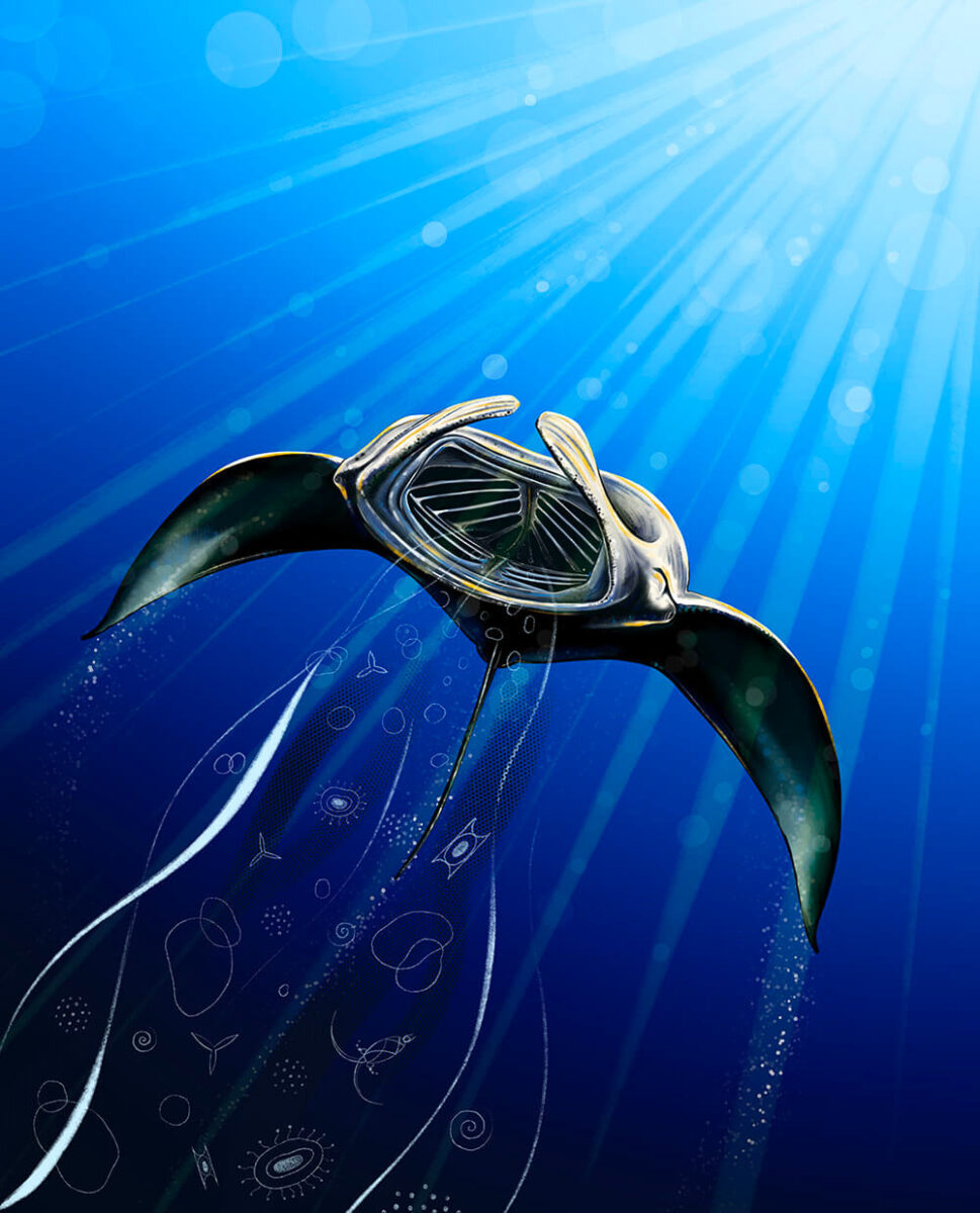illustration of a manta ray in the maldives