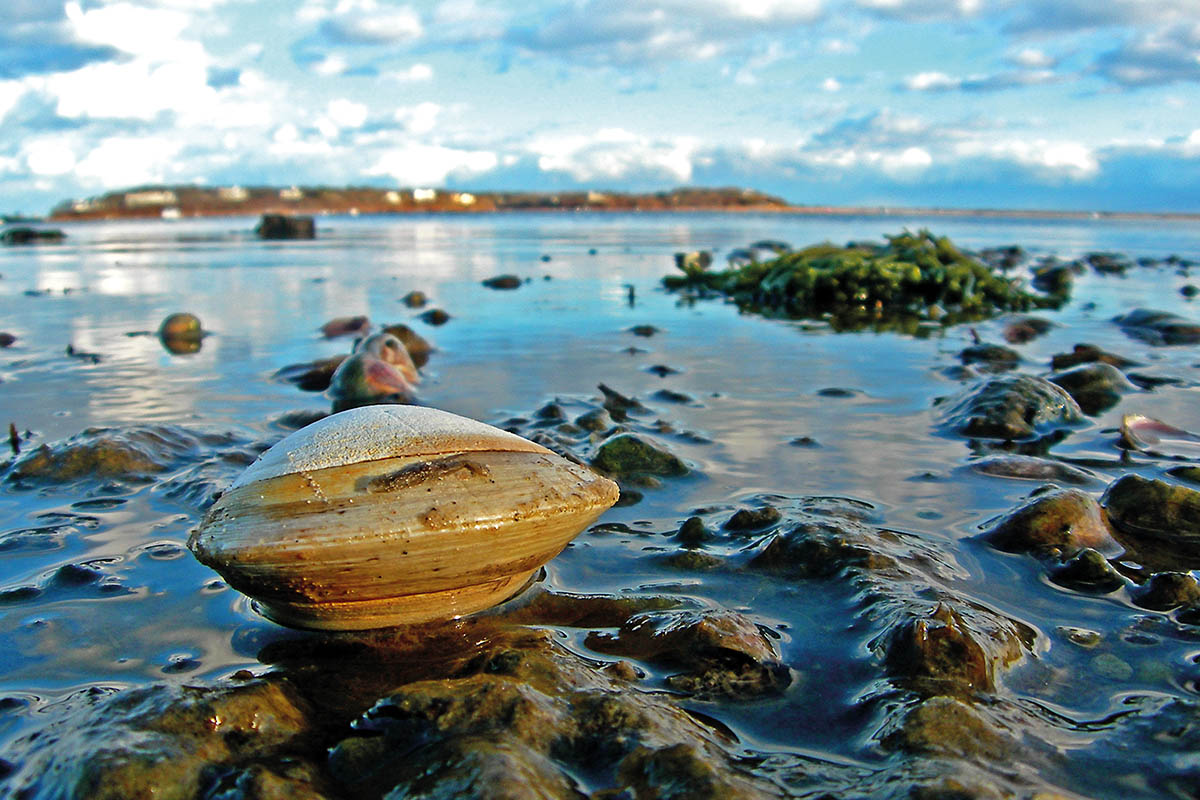 a picture of a quahog mollusc on a beach in daytime in the isle of man 