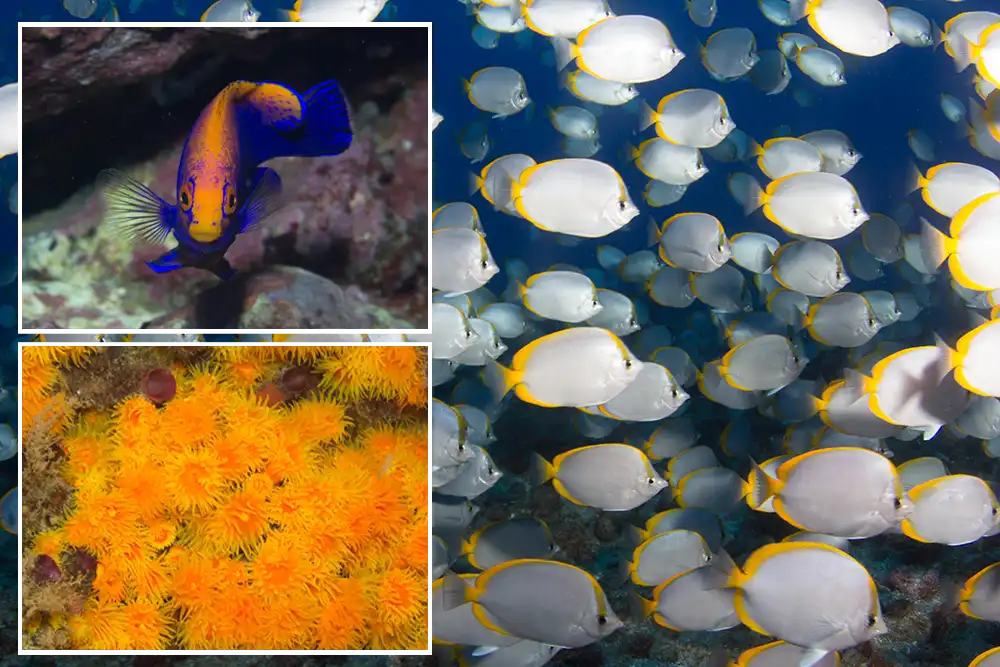 The flameback angelfish, orange cup coral and St Helena butterflyfish, some of st helena's endimic underwater species