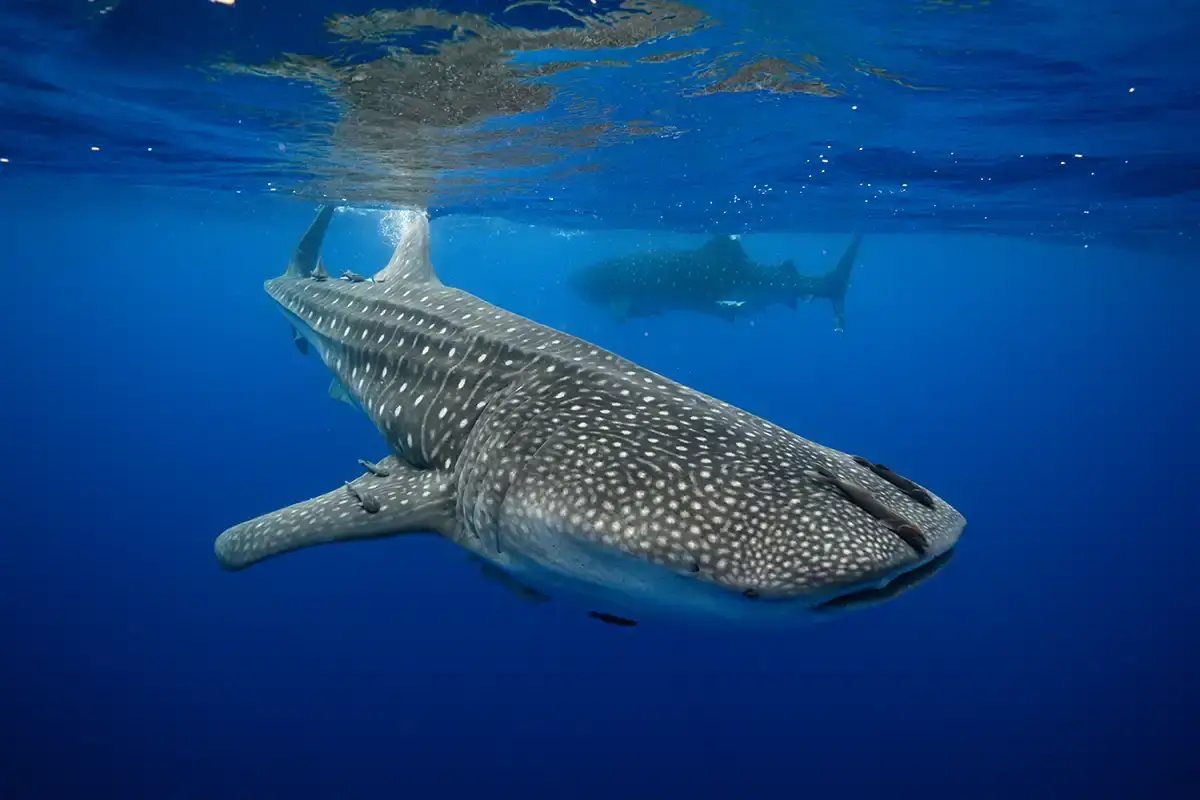 two whale sharks swimming near st helena