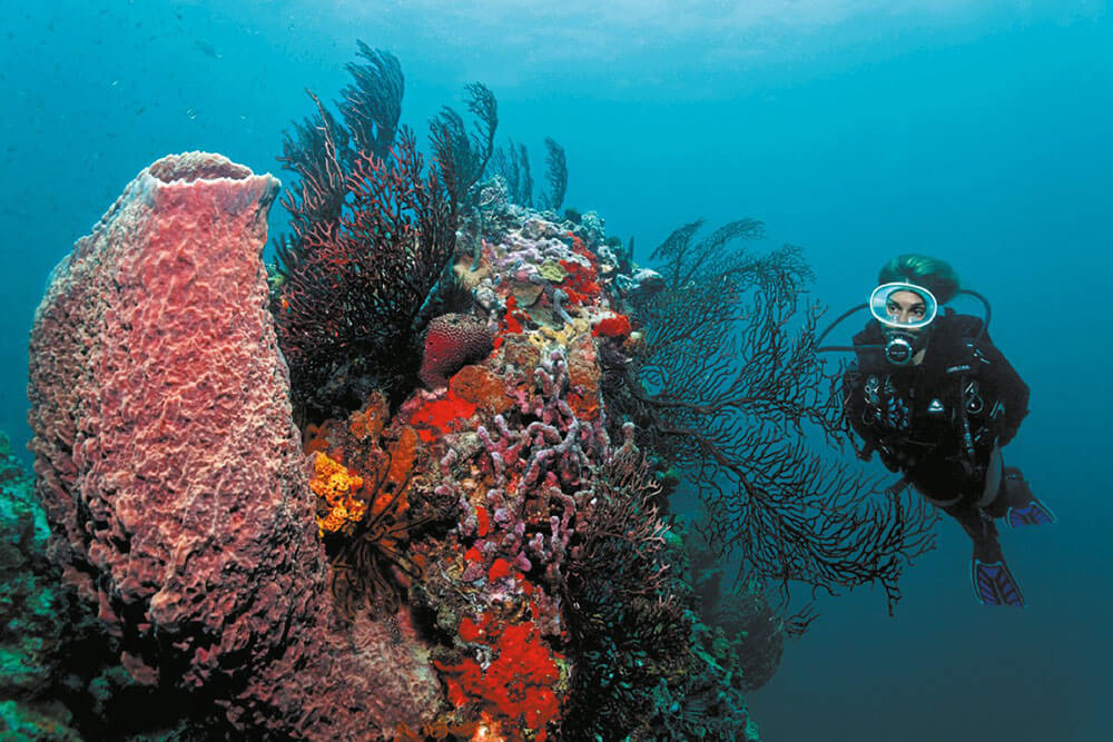 diver with giant sponges and soft corals on Saint Lucia reef