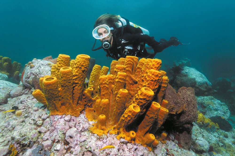 A diver hovers near some of Saint Lucia's vibrant sponges
