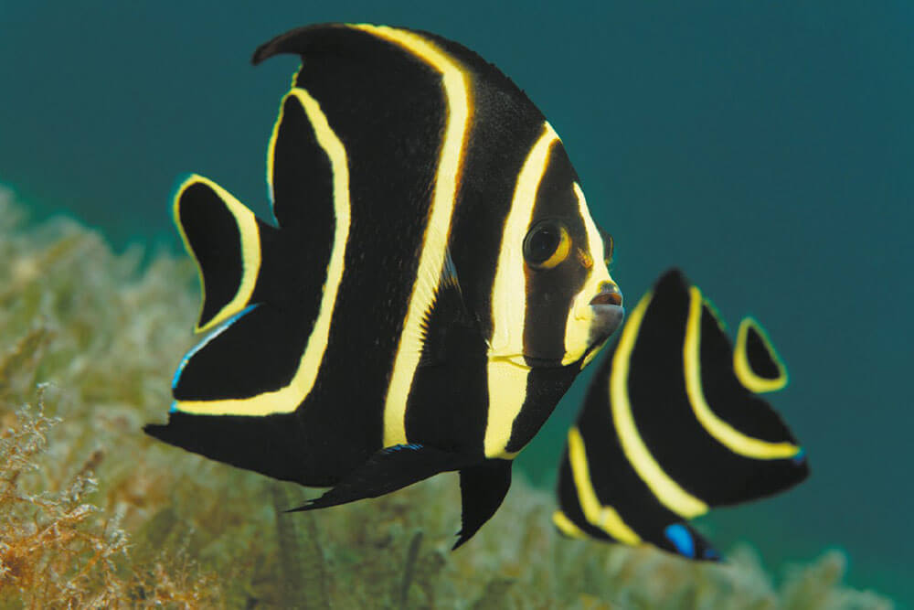 A pair of French angelfish on a Saint Lucia reef