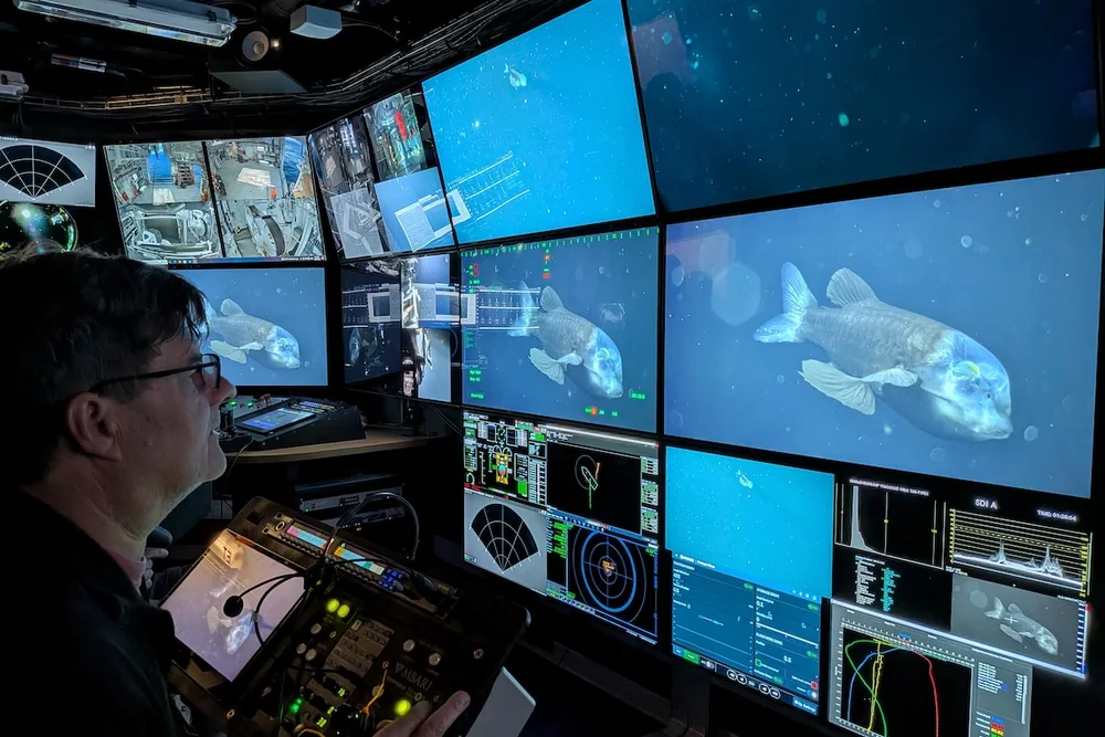 MBARI senior scientist Steven Haddock watching a barreleye fish on the ROV control-room screens