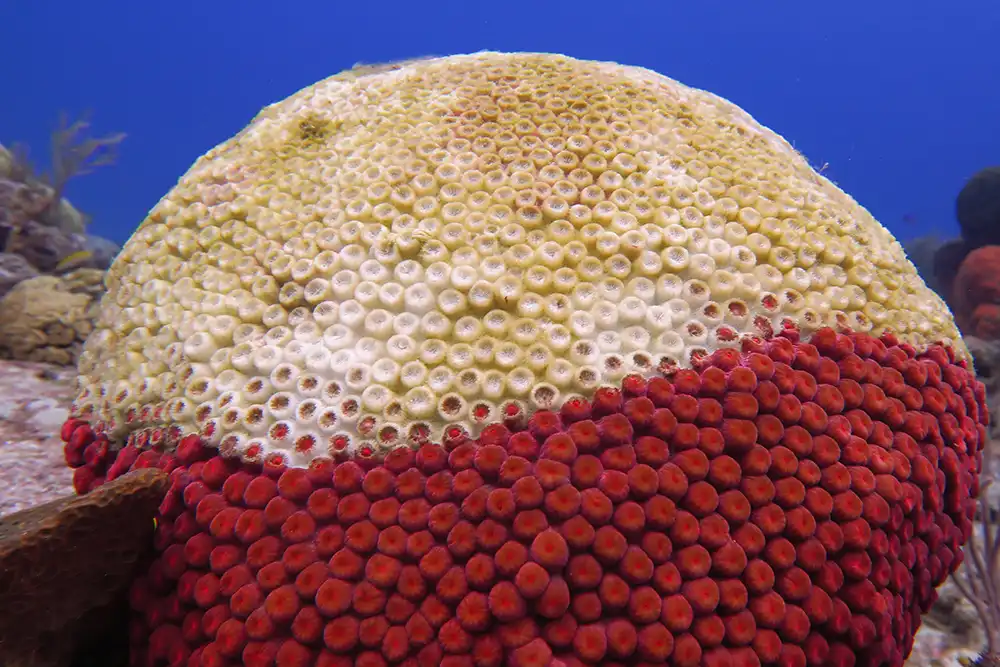 a coral head showing stony coral tissue loss disease