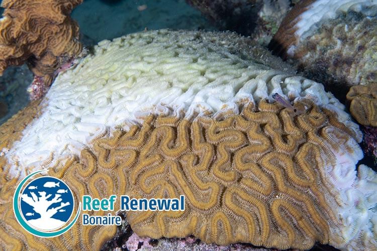 Safeguarding the genetic diversity of Bonaire’s coral reefs