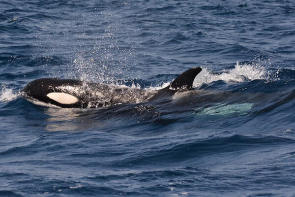 The orcas causing boat attacks in the Strait of Gibraltar