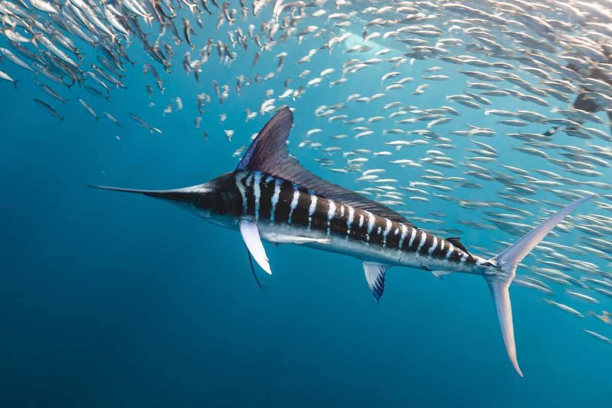 MMF study of black and striped marlin diving behaviour - DIVE Magazine