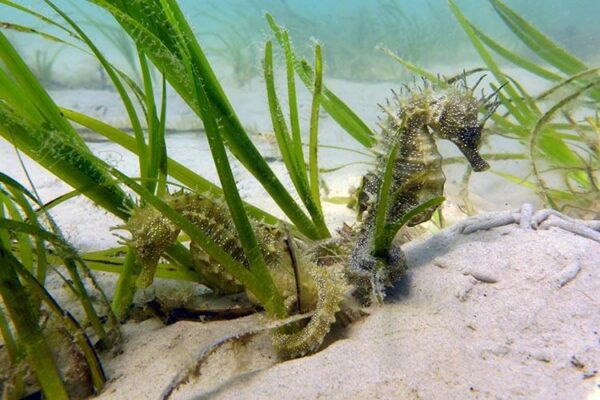 Fundraising success for Studland Bay seagrass conservation