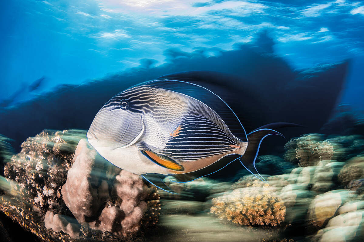 Slow shutter speed of a sugeonfish with the Chrisoula K wreck in the background red sea