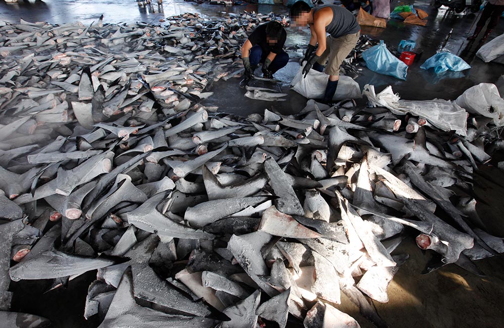 illegally harvested shark fins in taiwan