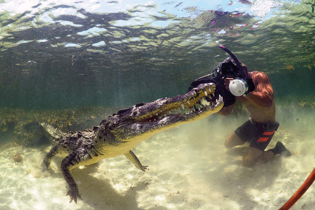 Photographer taking a close up picture of an american croc