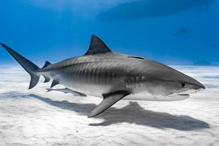 Spearfisher ‘severely injured ‘ by shark in Bahamas