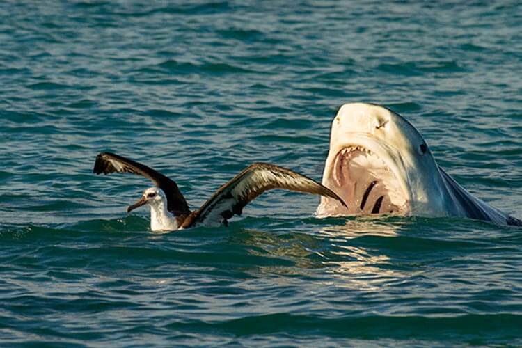tiger shark about to eat an albatross