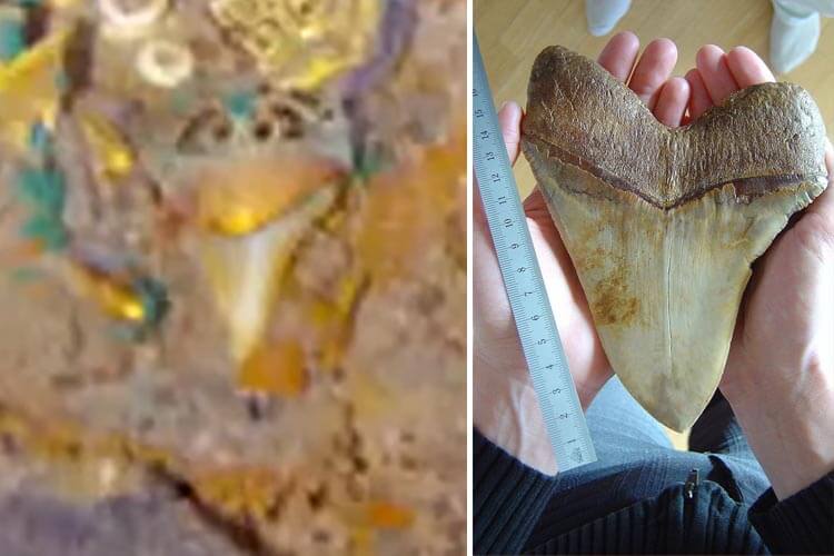 The 'megalodon-tooth' necklace in situ on the Titanic and a genuine megalodon fossil tooth