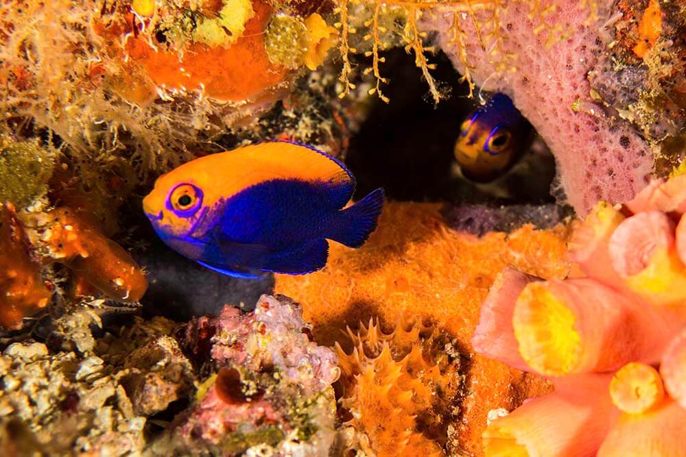 flameback angel fish