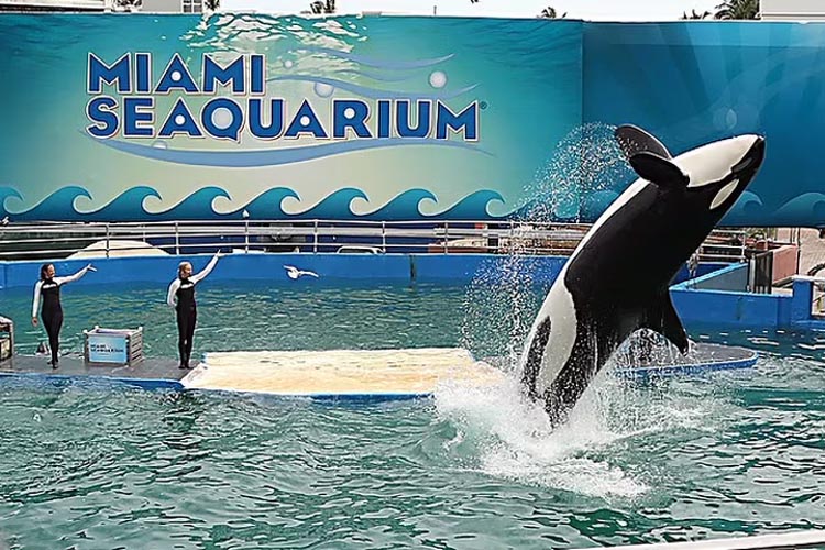 tokitae jumping during a display at the miami seaquarium