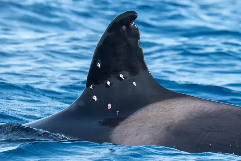 Iberian orca ‘injured by shotgun blast’ off Spanish coast